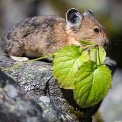 Prunning Pika