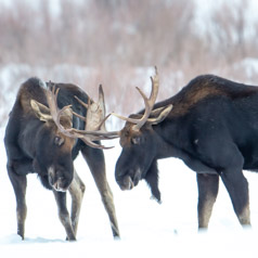 Winter Bulls