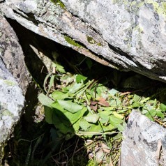 Growing Hay Stack