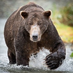 Monarch of the Alaskan Wilds