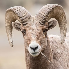 Bighorn Portrait