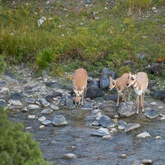 A drink before Crossing