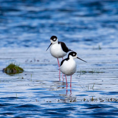 Black-necked stilts