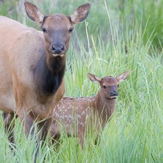 Grazing and Gazing with Mom