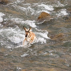 Across the Gardner River