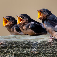 Barn Swallow Fledgings