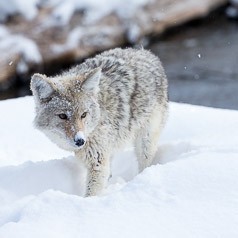 Tracking the Cold Smoke