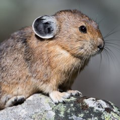 Pika Portait