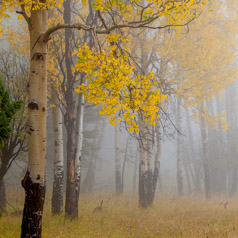 Misty Aspen Morning