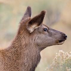 Elk Calf