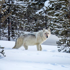 The leader of a pack of twenty wolves.