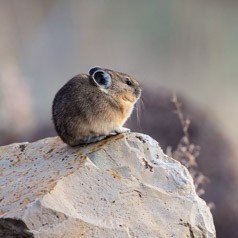 Stoic Pika