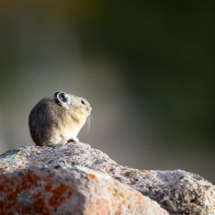 Pika Portrait 3