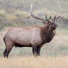 Bull Elk Bling