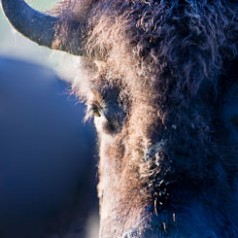 Bison Cow Portrait
