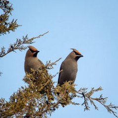 Bohemian Waxwings and Berries