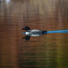 Common Loon