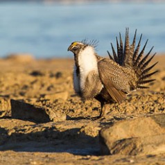 Sage Grouse Mating Display-7