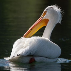 Pelican Orange