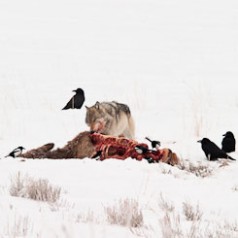 Grey Wolf on Elk Carcass