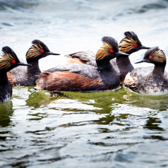 Eared Grebes - Raised Crest