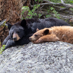 Nap time Rock