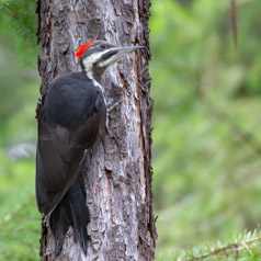 Pileated Woodpecker