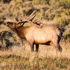 Call of the Bull Elk