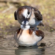 Wilson’s Phalarope