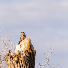 Nothern Flicker