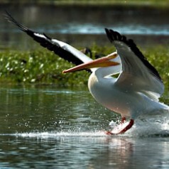 White Pelican Landing
