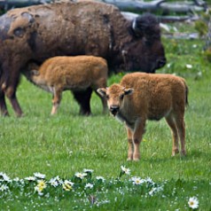 Bison Calves Amongst Daisies