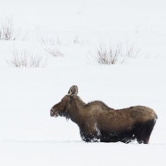 Moose in Really Deep Snow