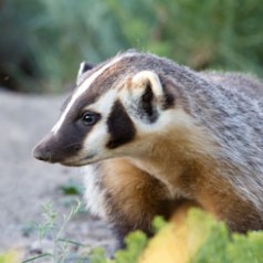 Young Badger Profile