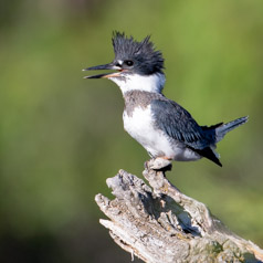 Belted Kingfisher