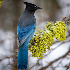 Winter Steller’s Jay