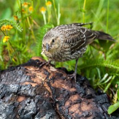 Fledging