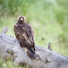 Golden Eagle