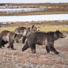 Grizzly Bear Family