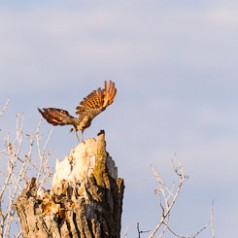 Nothern Flicker-2