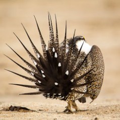 Sage Grouse Mating Display-9