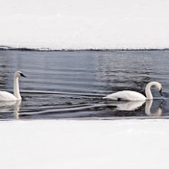 Yellowstone Winter RIver Float