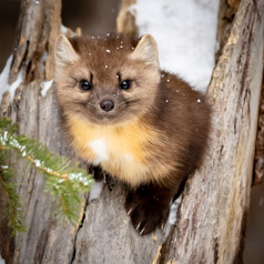 Marten