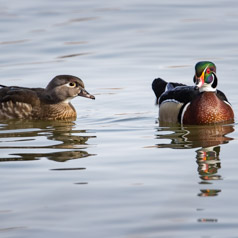 Wood Ducks