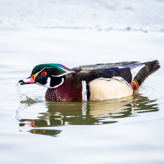 Dazzling Wood Duck