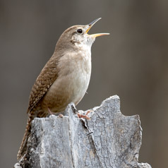 House Wren