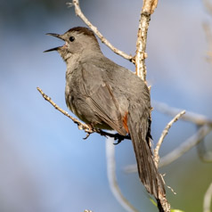 Gray Catbird