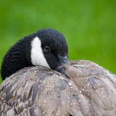 Spring Rain and Goose