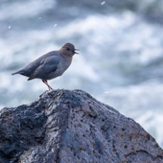 Singing and Dipping