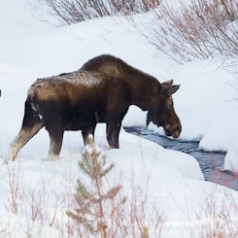 Moose Along A Snowy Creek
